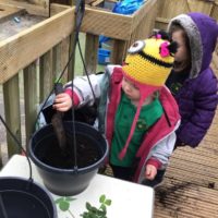 G planting strawberries